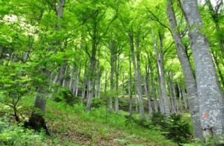 Forêt Col de Marcieu